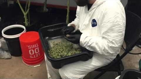 "Space Bomb" medical marijuana ready for dispensaries
